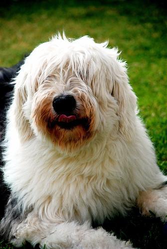 https://images.dog.ceo/breeds/sheepdog-english/n02105641_3499.jpg