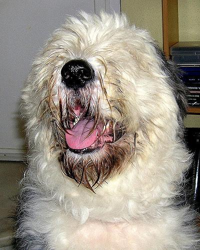 https://images.dog.ceo/breeds/sheepdog-english/n02105641_3531.jpg