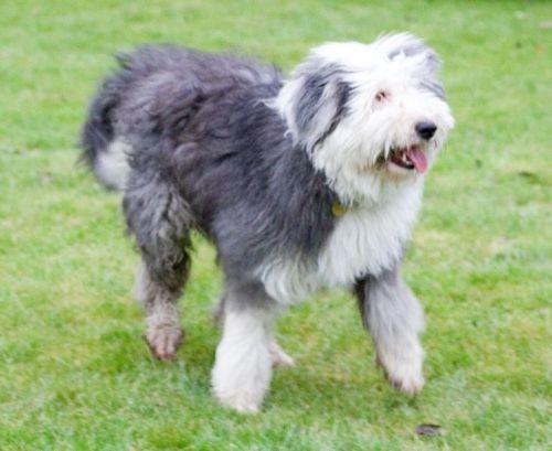 https://images.dog.ceo/breeds/sheepdog-english/n02105641_3543.jpg