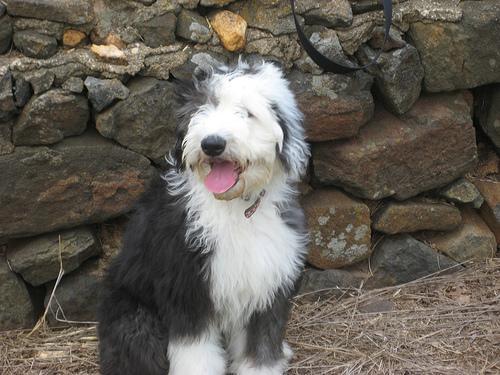 https://images.dog.ceo/breeds/sheepdog-english/n02105641_3585.jpg