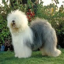 https://images.dog.ceo/breeds/sheepdog-english/n02105641_3602.jpg