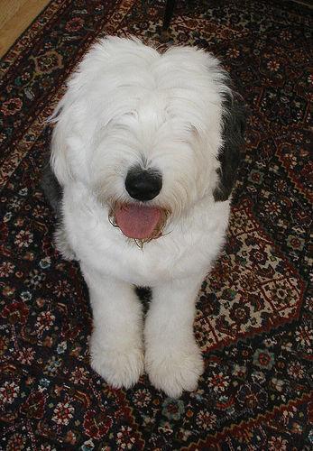 https://images.dog.ceo/breeds/sheepdog-english/n02105641_4150.jpg