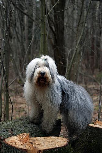 https://images.dog.ceo/breeds/sheepdog-english/n02105641_4268.jpg