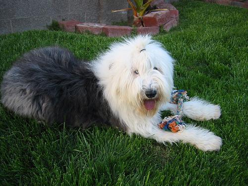 https://images.dog.ceo/breeds/sheepdog-english/n02105641_4796.jpg