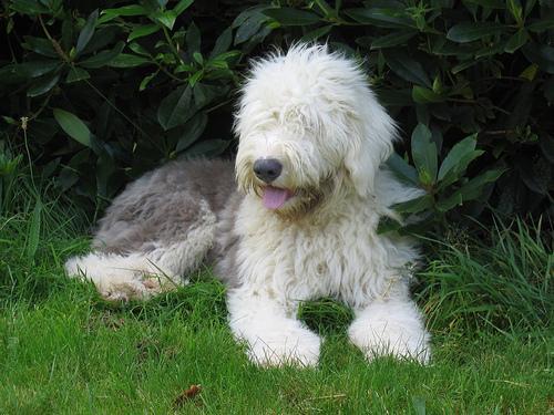 https://images.dog.ceo/breeds/sheepdog-english/n02105641_5049.jpg