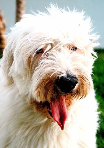 https://images.dog.ceo/breeds/sheepdog-english/n02105641_534.jpg