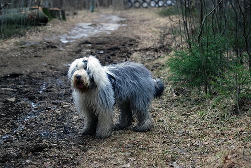 https://images.dog.ceo/breeds/sheepdog-english/n02105641_5998.jpg