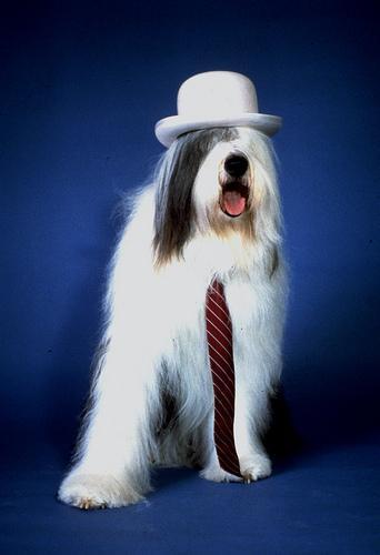 https://images.dog.ceo/breeds/sheepdog-english/n02105641_6218.jpg