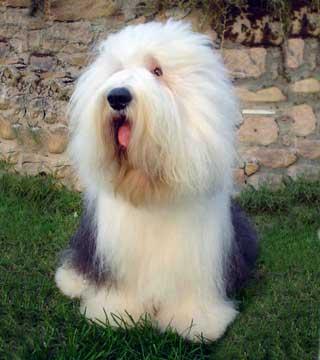 https://images.dog.ceo/breeds/sheepdog-english/n02105641_6270.jpg