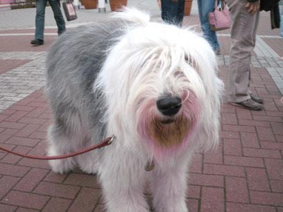 https://images.dog.ceo/breeds/sheepdog-english/n02105641_6350.jpg