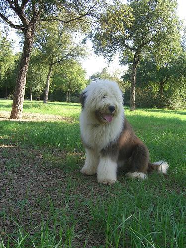 https://images.dog.ceo/breeds/sheepdog-english/n02105641_6664.jpg