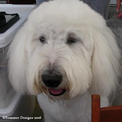 https://images.dog.ceo/breeds/sheepdog-english/n02105641_6730.jpg