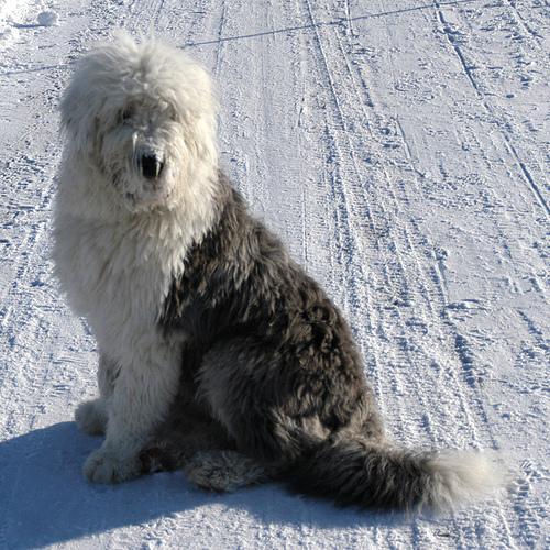 https://images.dog.ceo/breeds/sheepdog-english/n02105641_6875.jpg