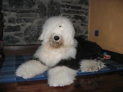 https://images.dog.ceo/breeds/sheepdog-english/n02105641_696.jpg