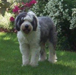 https://images.dog.ceo/breeds/sheepdog-english/n02105641_727.jpg