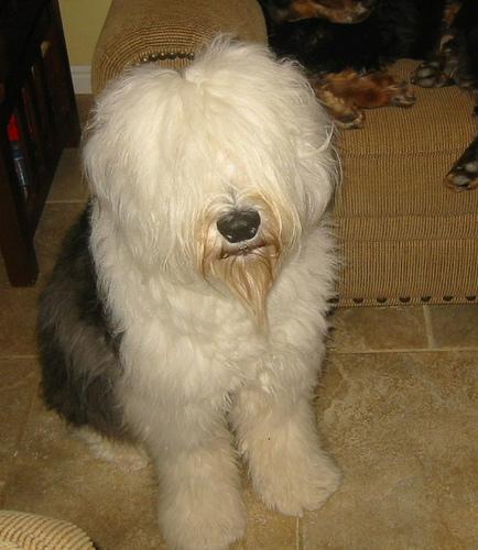 https://images.dog.ceo/breeds/sheepdog-english/n02105641_7603.jpg