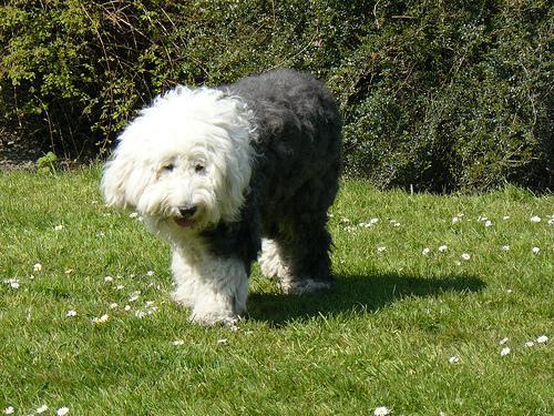 https://images.dog.ceo/breeds/sheepdog-english/n02105641_764.jpg