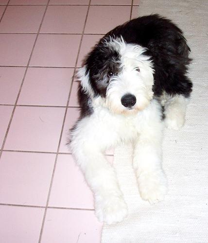 https://images.dog.ceo/breeds/sheepdog-english/n02105641_7650.jpg