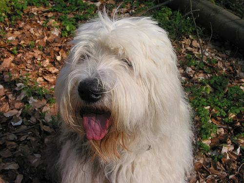 https://images.dog.ceo/breeds/sheepdog-english/n02105641_8701.jpg