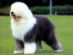 https://images.dog.ceo/breeds/sheepdog-english/n02105641_8760.jpg