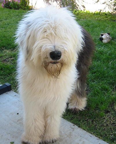 https://images.dog.ceo/breeds/sheepdog-english/n02105641_918.jpg