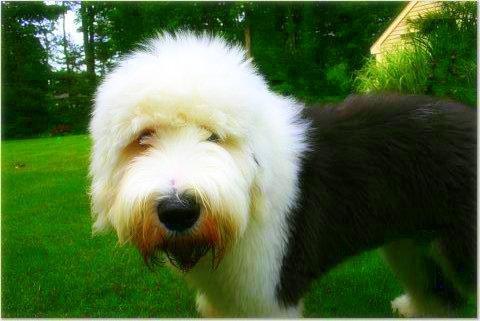 https://images.dog.ceo/breeds/sheepdog-english/n02105641_9397.jpg