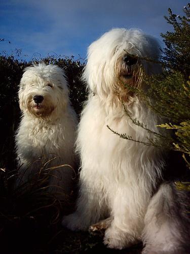 https://images.dog.ceo/breeds/sheepdog-english/n02105641_9648.jpg