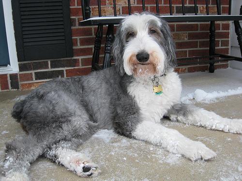 https://images.dog.ceo/breeds/sheepdog-english/n02105641_9780.jpg