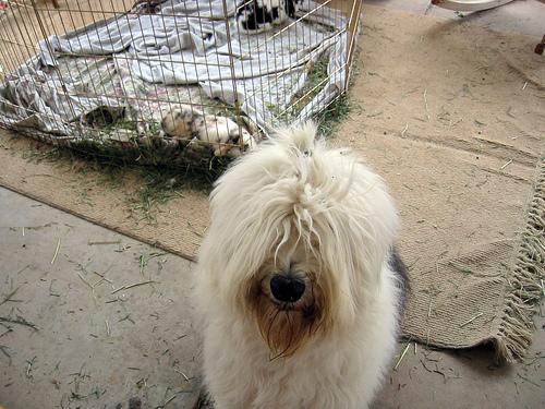 https://images.dog.ceo/breeds/sheepdog-english/n02105641_9982.jpg