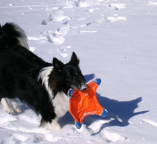 https://images.dog.ceo/breeds/sheepdog-shetland/n02105855_10619.jpg