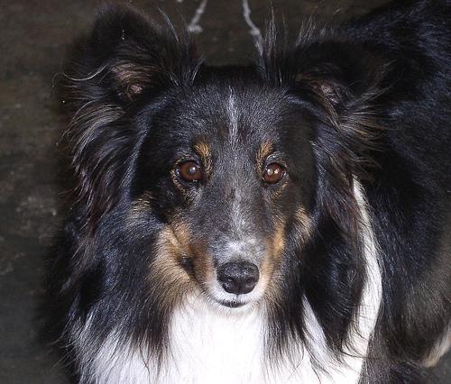 https://images.dog.ceo/breeds/sheepdog-shetland/n02105855_11166.jpg