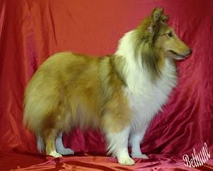 https://images.dog.ceo/breeds/sheepdog-shetland/n02105855_12087.jpg