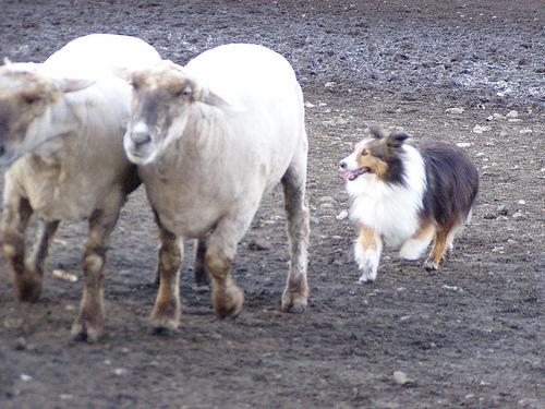 https://images.dog.ceo/breeds/sheepdog-shetland/n02105855_12556.jpg