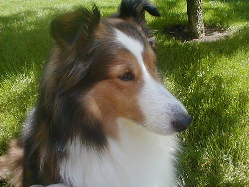 https://images.dog.ceo/breeds/sheepdog-shetland/n02105855_13071.jpg