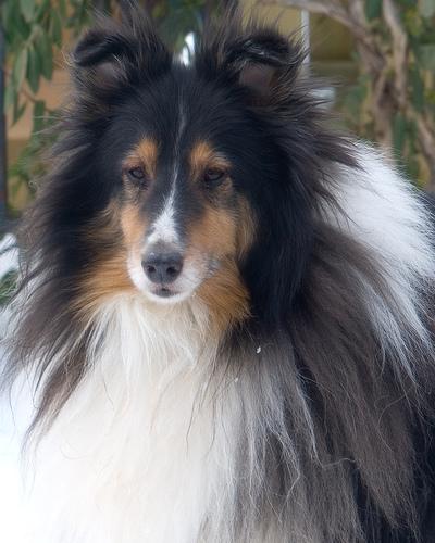 https://images.dog.ceo/breeds/sheepdog-shetland/n02105855_13586.jpg