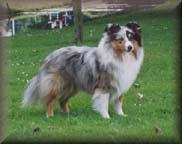 https://images.dog.ceo/breeds/sheepdog-shetland/n02105855_14081.jpg