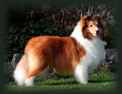 https://images.dog.ceo/breeds/sheepdog-shetland/n02105855_14653.jpg