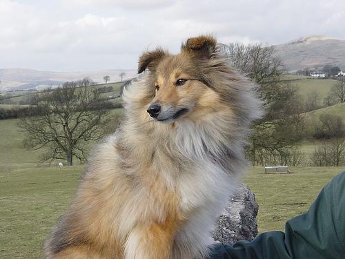 https://images.dog.ceo/breeds/sheepdog-shetland/n02105855_14781.jpg