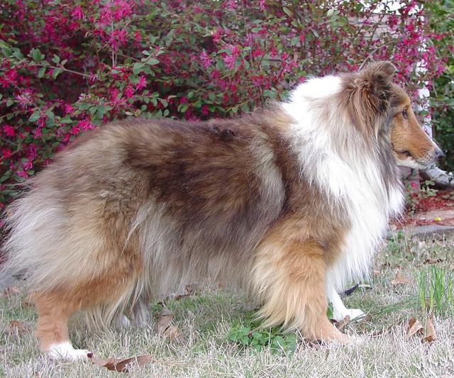 https://images.dog.ceo/breeds/sheepdog-shetland/n02105855_15233.jpg