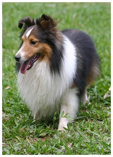 https://images.dog.ceo/breeds/sheepdog-shetland/n02105855_15263.jpg