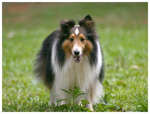 https://images.dog.ceo/breeds/sheepdog-shetland/n02105855_154.jpg