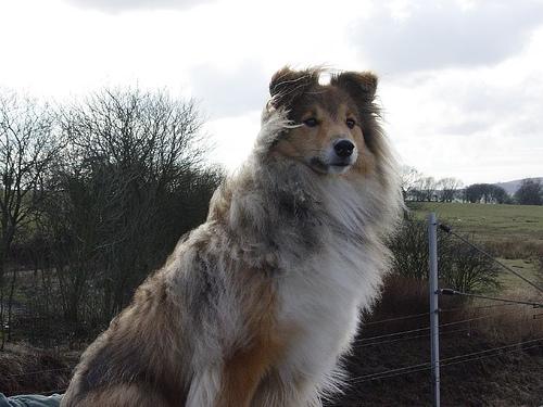 https://images.dog.ceo/breeds/sheepdog-shetland/n02105855_15506.jpg