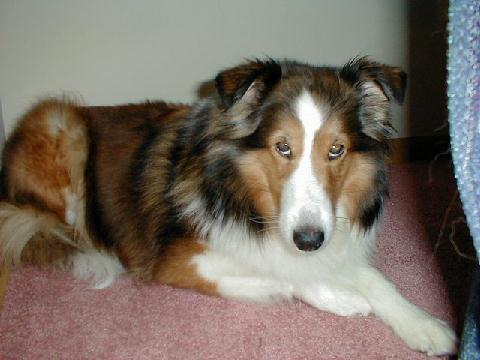 https://images.dog.ceo/breeds/sheepdog-shetland/n02105855_15911.jpg