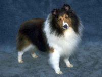 https://images.dog.ceo/breeds/sheepdog-shetland/n02105855_16951.jpg