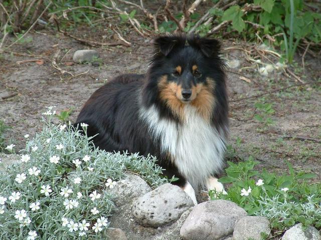 https://images.dog.ceo/breeds/sheepdog-shetland/n02105855_17706.jpg