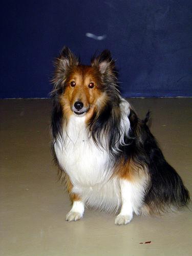 https://images.dog.ceo/breeds/sheepdog-shetland/n02105855_18141.jpg