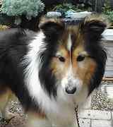 https://images.dog.ceo/breeds/sheepdog-shetland/n02105855_18293.jpg