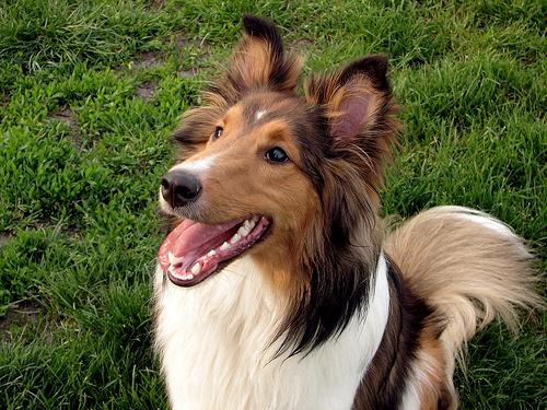 https://images.dog.ceo/breeds/sheepdog-shetland/n02105855_190.jpg