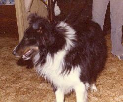 https://images.dog.ceo/breeds/sheepdog-shetland/n02105855_19002.jpg