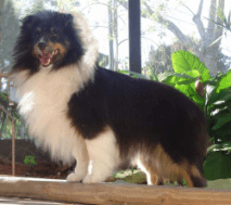 https://images.dog.ceo/breeds/sheepdog-shetland/n02105855_2933.jpg